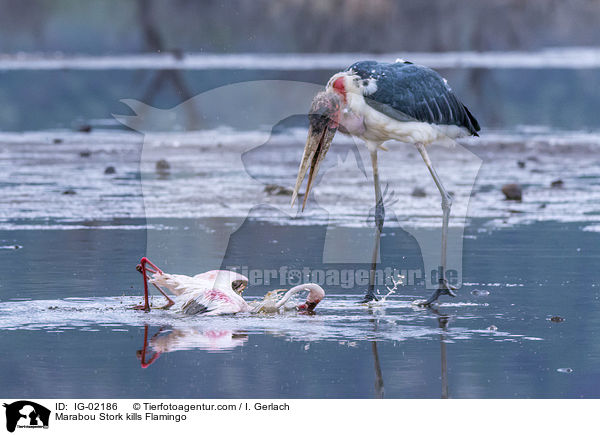 Marabou Stork kills Flamingo / IG-02186
