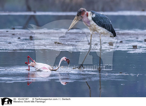 Marabou Stork kills Flamingo / IG-02187