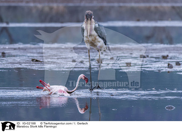 Marabou Stork kills Flamingo / IG-02188