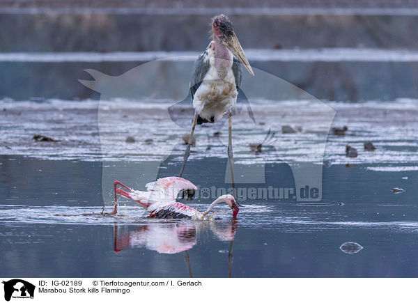 Marabou Stork kills Flamingo / IG-02189