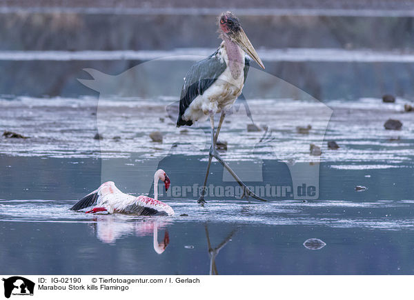 Marabou Stork kills Flamingo / IG-02190