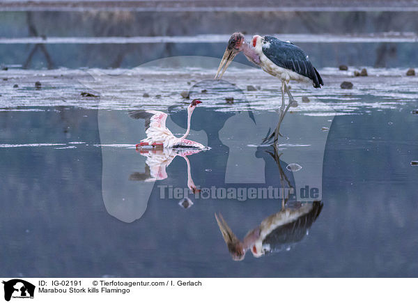 Marabou Stork kills Flamingo / IG-02191