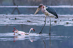 Marabou Stork kills Flamingo