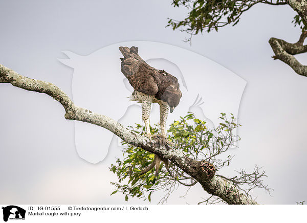 Martial eagle with prey / IG-01555