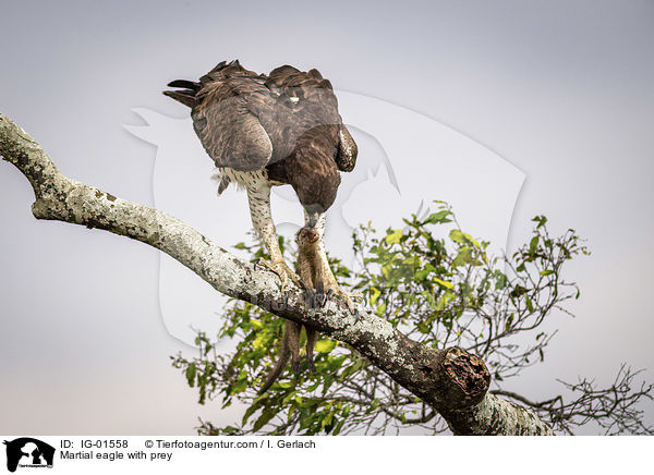 Martial eagle with prey / IG-01558