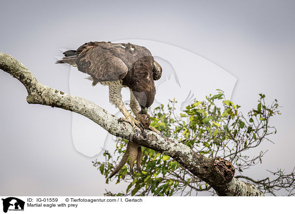 Martial eagle with prey / IG-01559