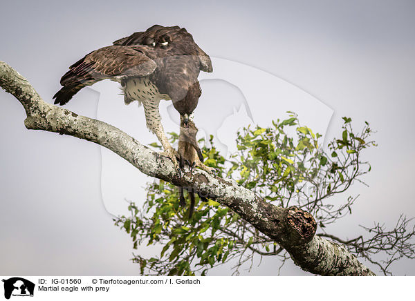 Martial eagle with prey / IG-01560