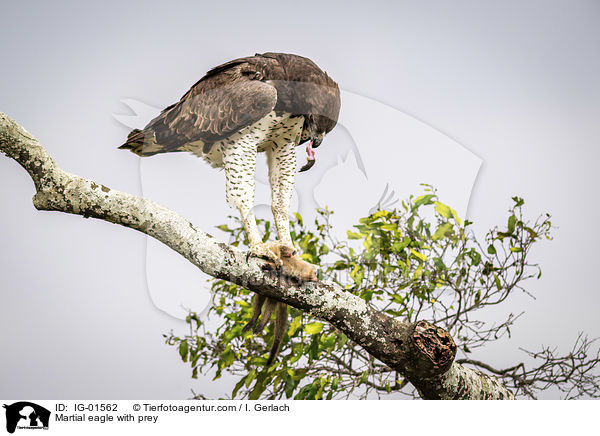 Martial eagle with prey / IG-01562