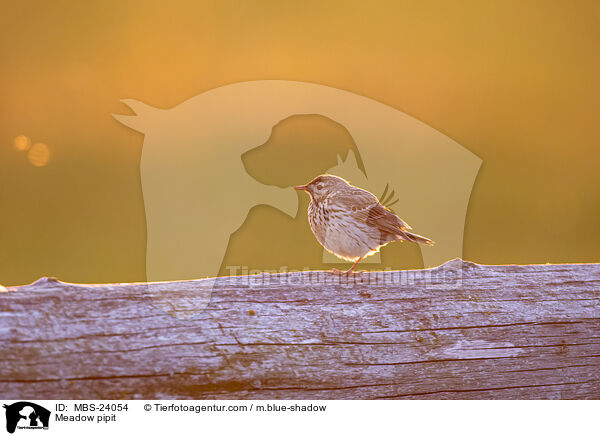 Meadow pipit / MBS-24054
