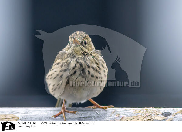 meadow pipit / HB-02191
