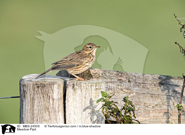Meadow Pipit / MBS-24505