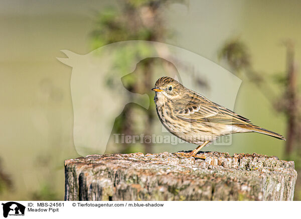 Meadow Pipit / MBS-24561