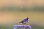 Meadow pipit sits on pole