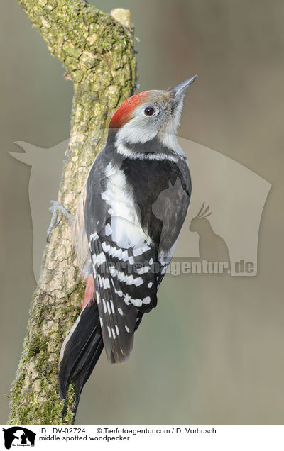 middle spotted woodpecker / DV-02724
