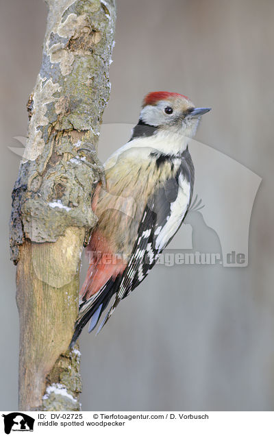 middle spotted woodpecker / DV-02725