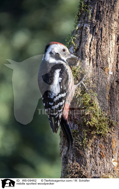 middle spotted woodpecker / WS-09462