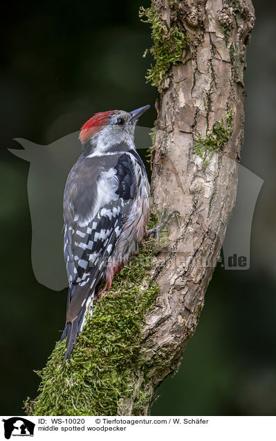 middle spotted woodpecker / WS-10020