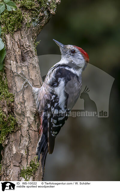 middle spotted woodpecker / WS-10022