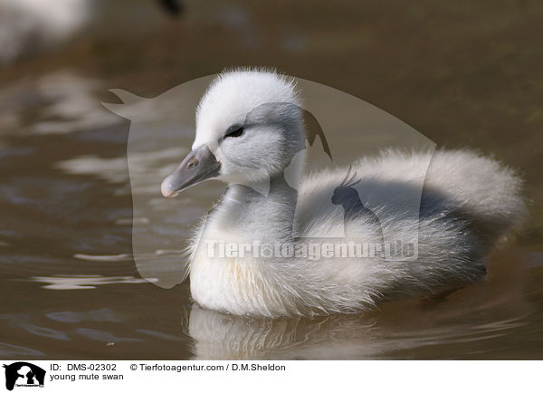 young mute swan / DMS-02302