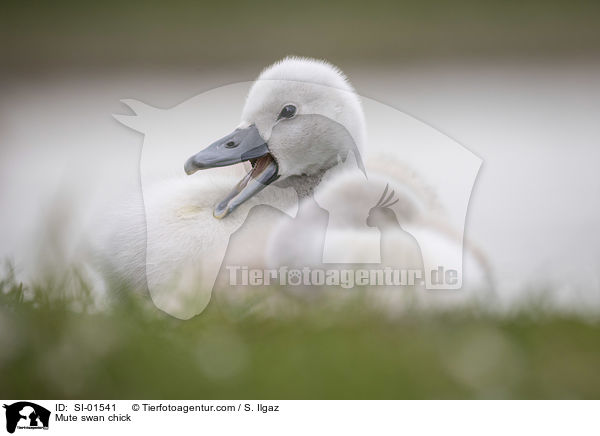 Hckerschwan Kken / Mute swan chick / SI-01541