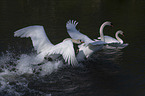 flying Mute Swans