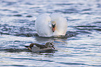 Mute Swan and Egyptian Goose