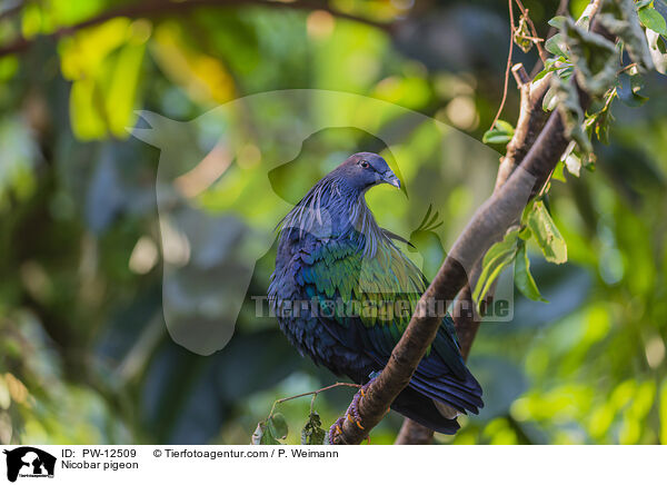 Nicobar pigeon / PW-12509