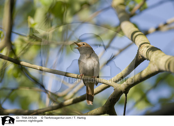 common nightingale / THA-04528