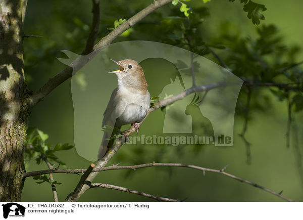 common nightingale / THA-04532