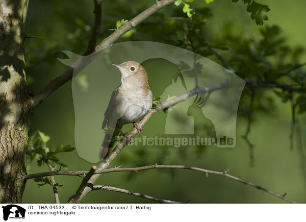 common nightingale / THA-04533