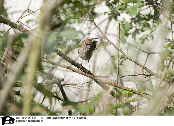 common nightingale / THA-04534
