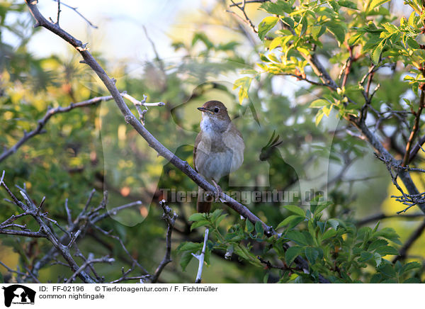 common nightingale / FF-02196