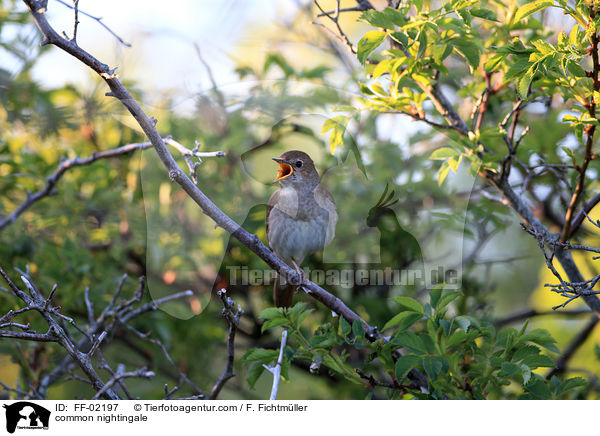 common nightingale / FF-02197