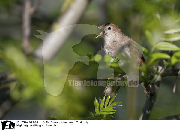 Nightingale sitting on branch / THA-08795