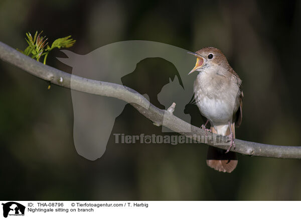 Nightingale sitting on branch / THA-08796