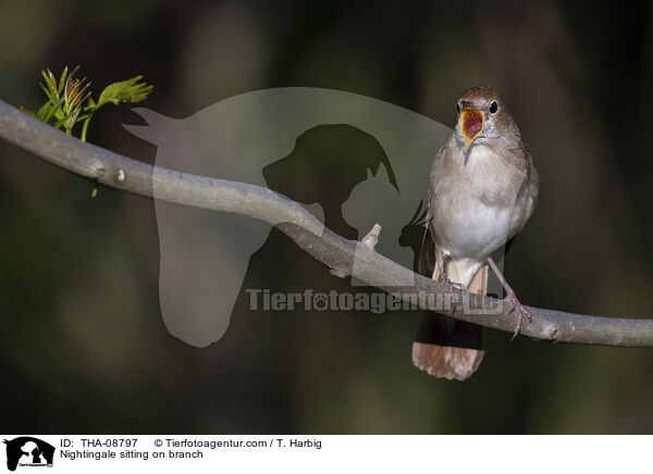 Nightingale sitting on branch / THA-08797