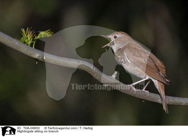 Nightingale sitting on branch / THA-08800