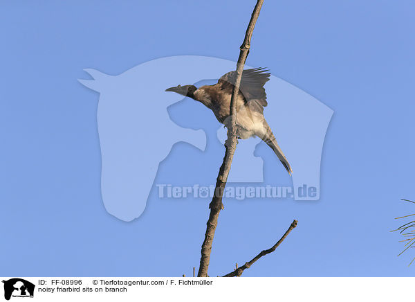 noisy friarbird sits on branch / FF-08996