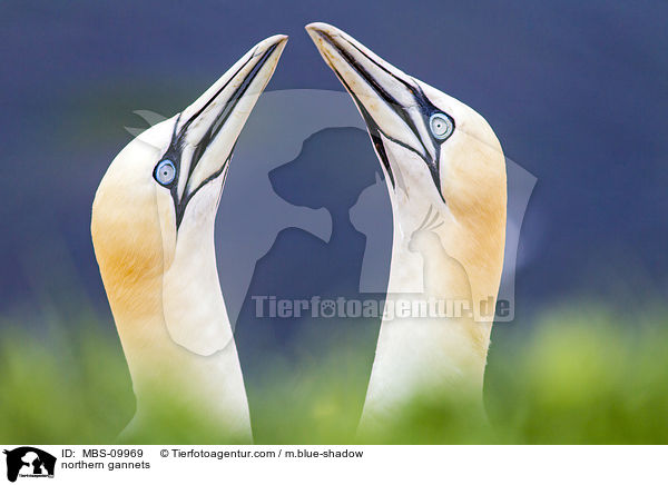 northern gannets / MBS-09969