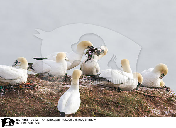 Batlpel / northern gannets / MBS-10932