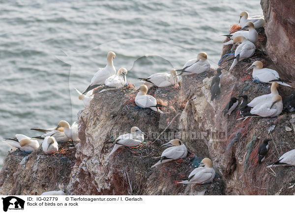 flock of birds on a rock / IG-02779