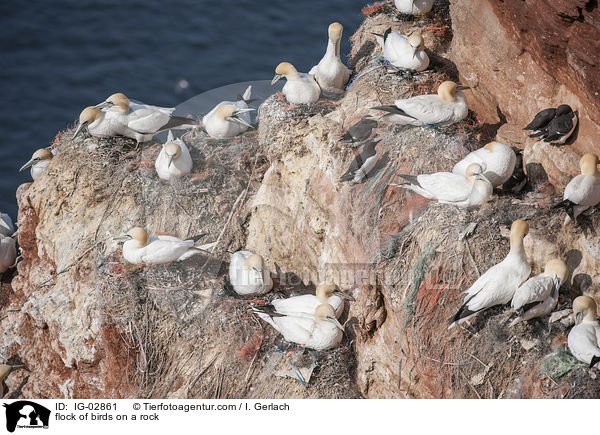 flock of birds on a rock / IG-02861