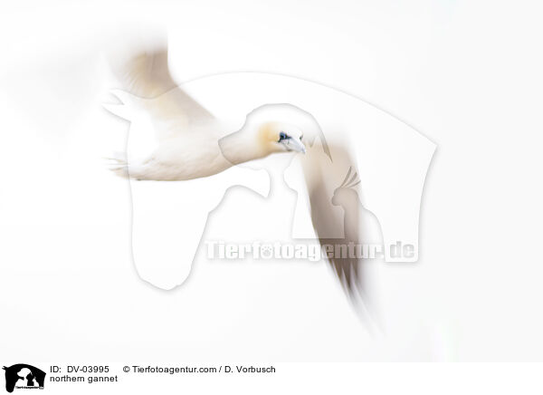 northern gannet / DV-03995
