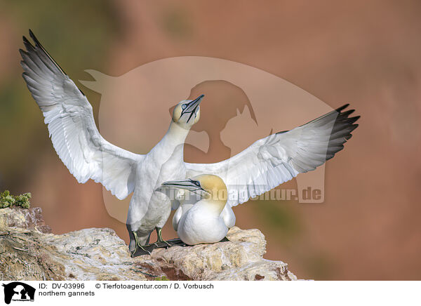 northern gannets / DV-03996
