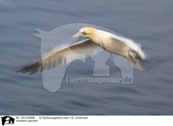 northern gannet / DV-03999