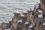 flock of birds on a rock