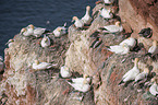 flock of birds on a rock