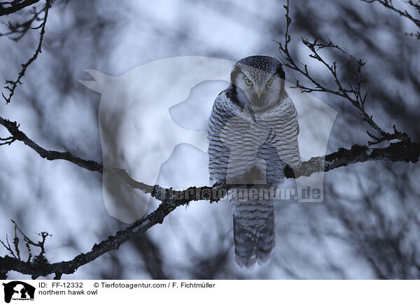 northern hawk owl / FF-12332