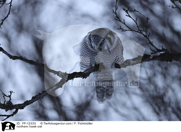 northern hawk owl / FF-12333