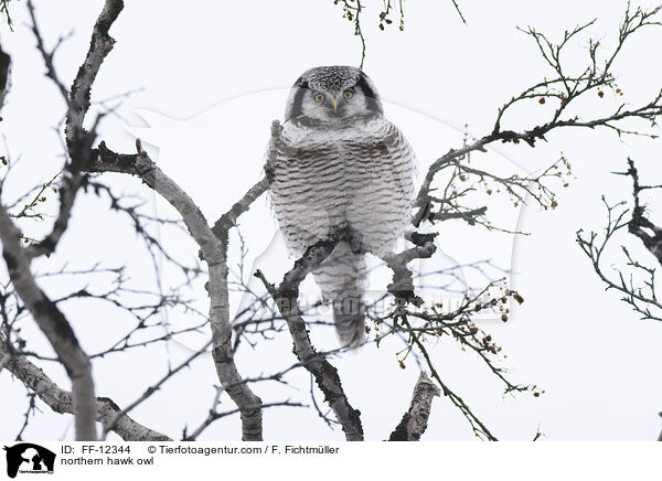 northern hawk owl / FF-12344